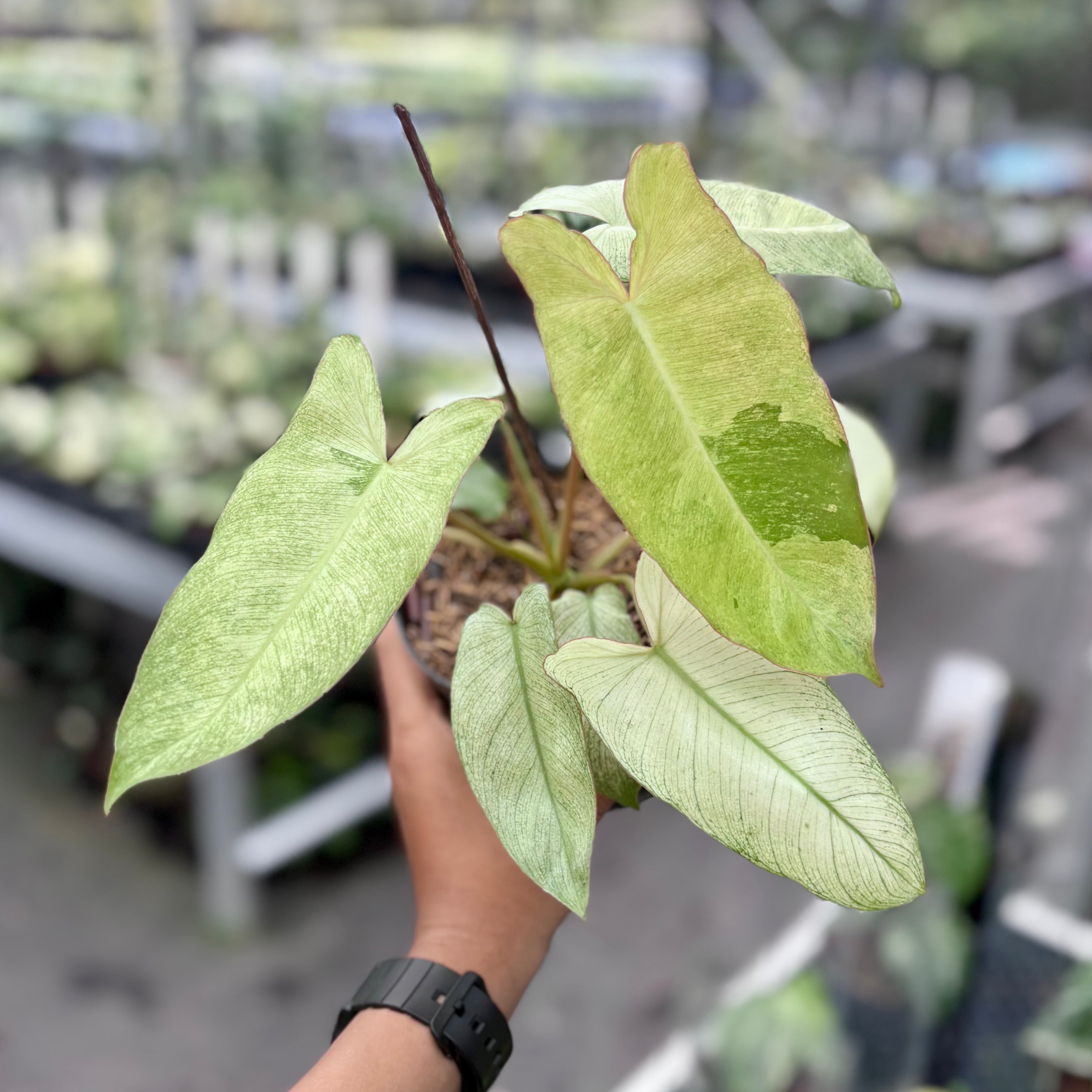 Philodendron paraiso verde mint variegated
