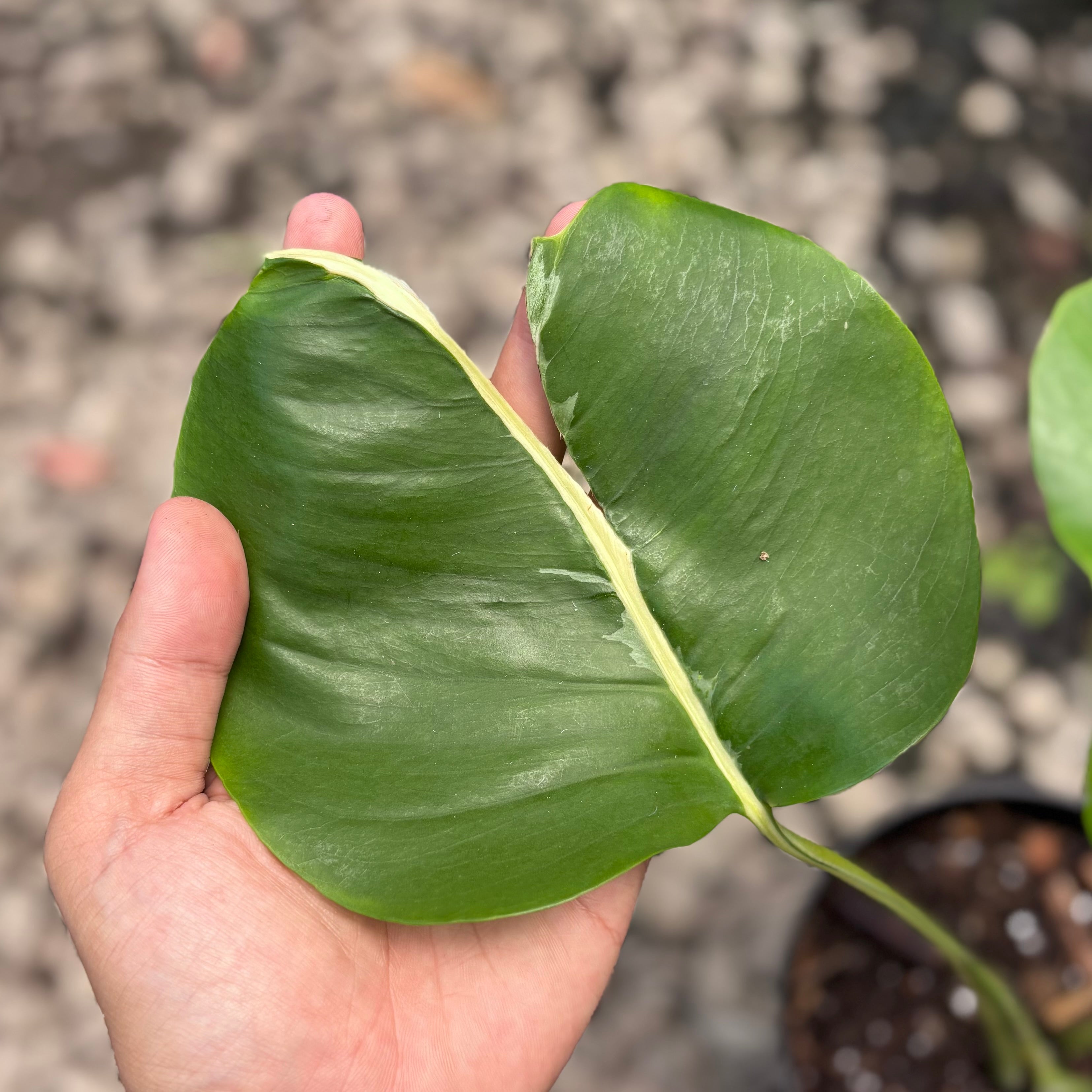 Monstera white lava