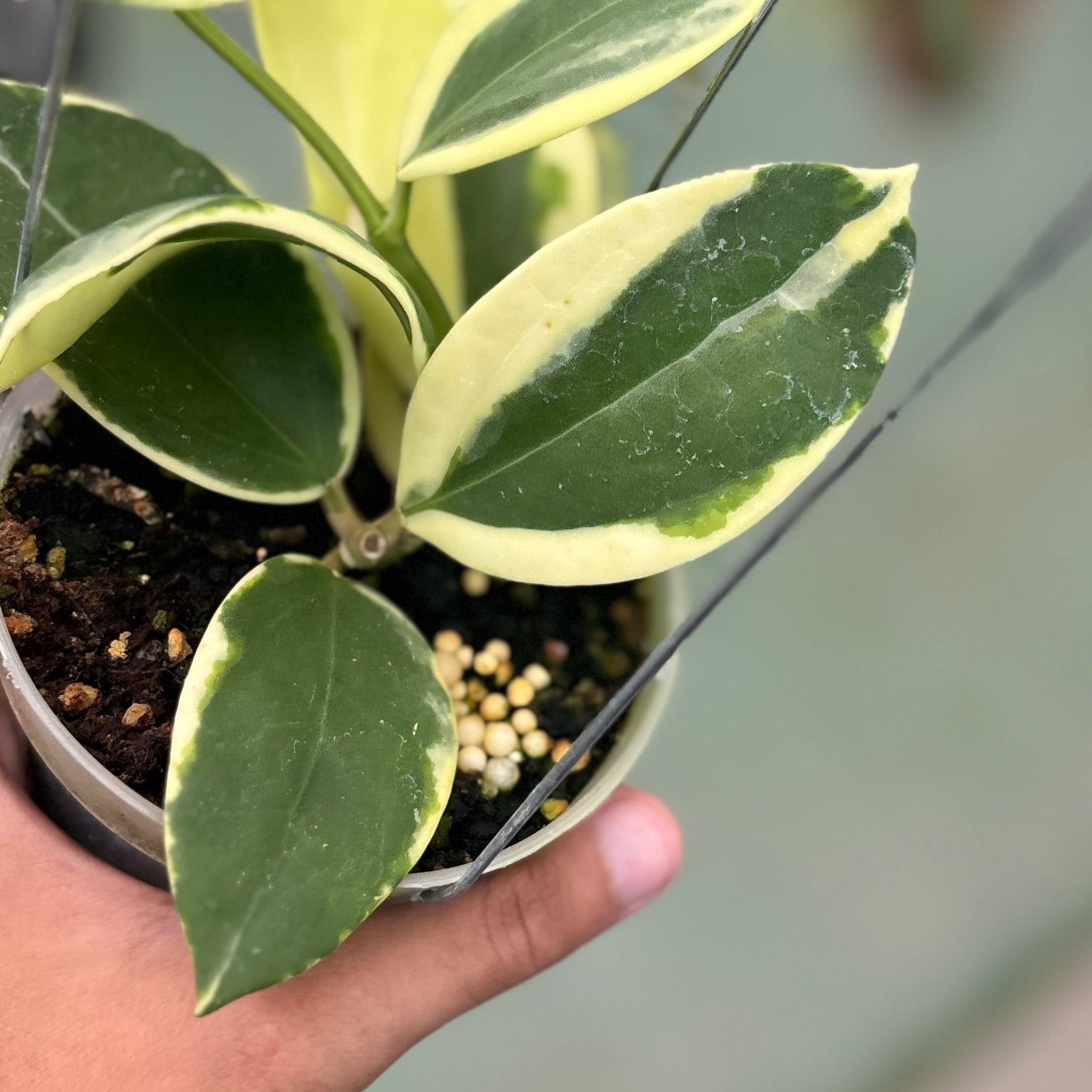Hoya sp para albomarginata
