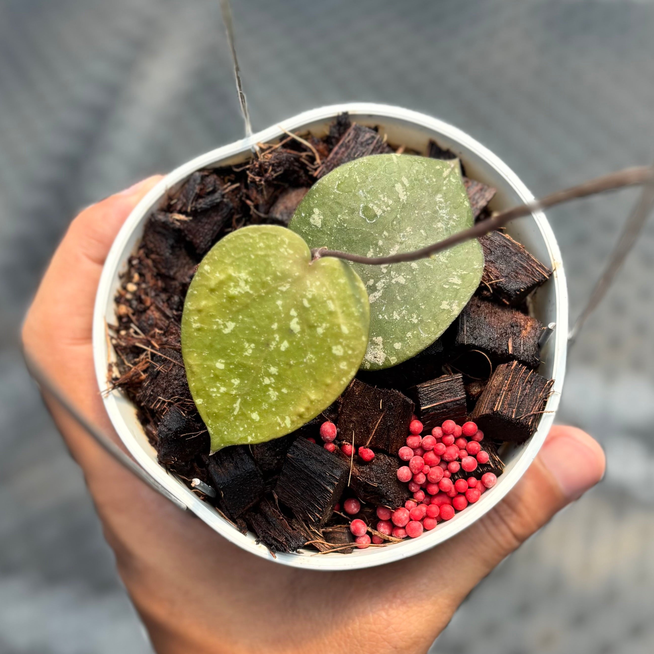 Hoya verticilata x imbricata