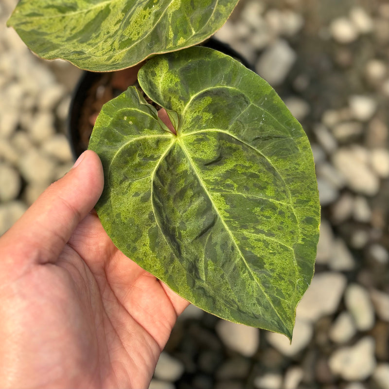 Anthurium papillilaminum x one hybrid army variegated