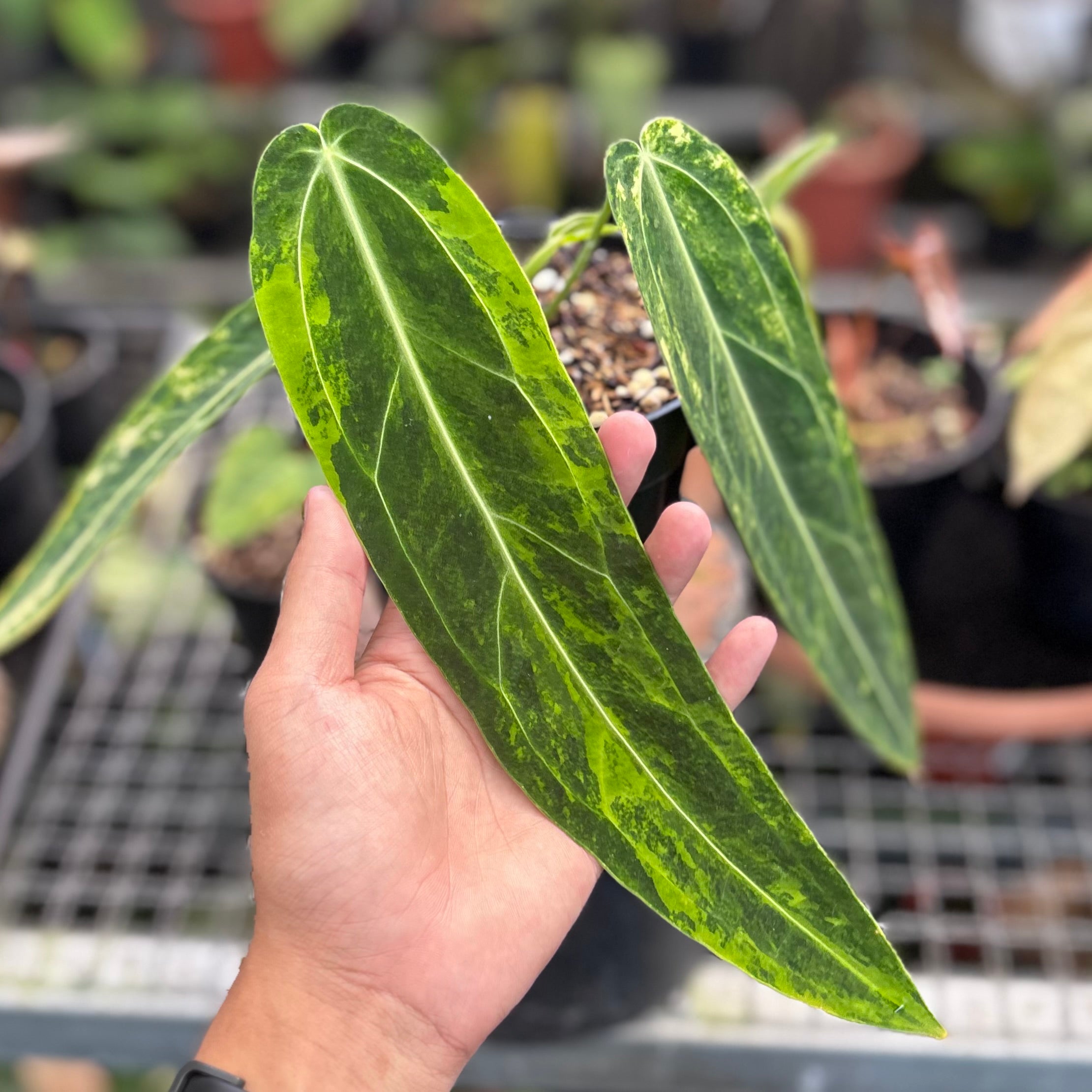 Anthurium warocqueanum dark form variegated