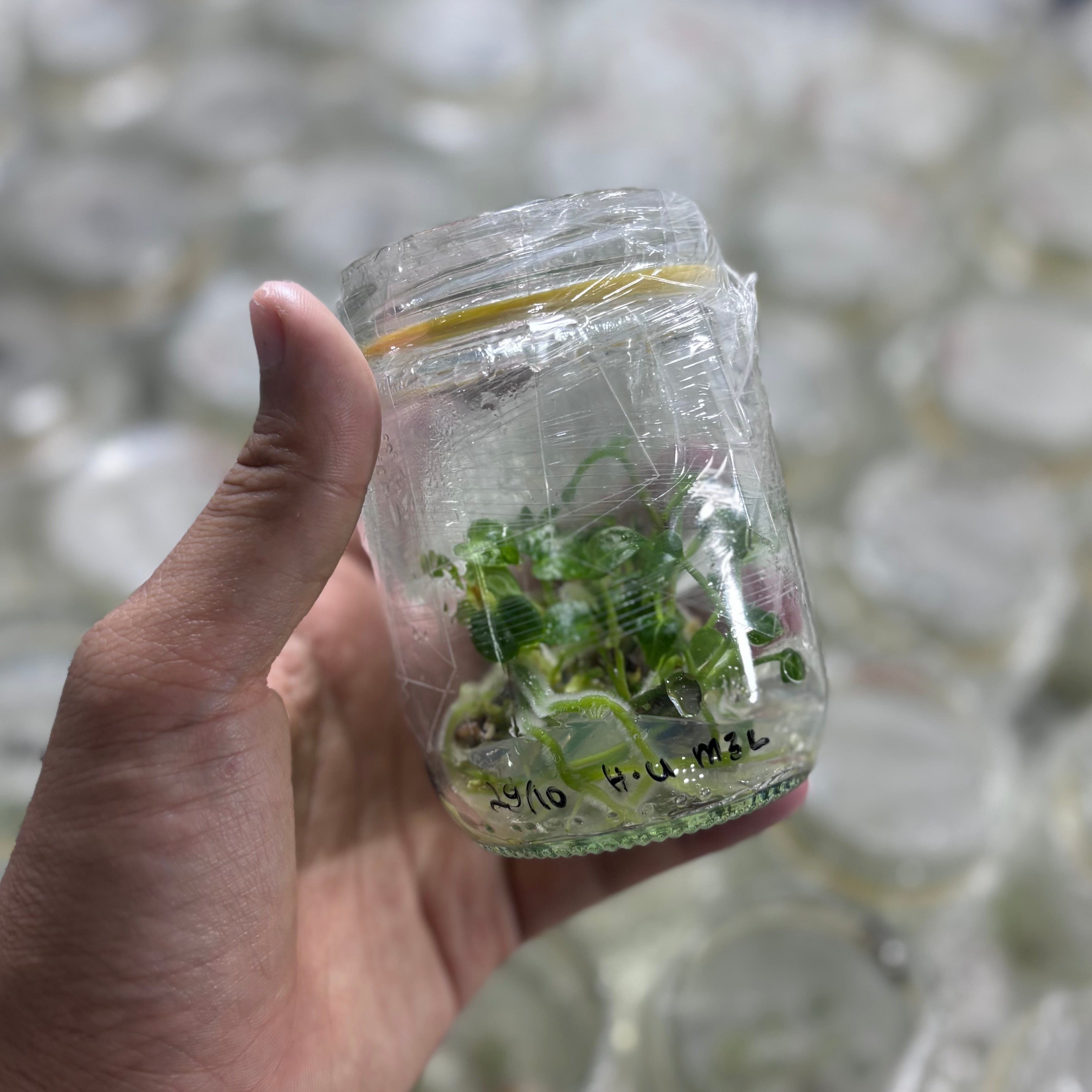 Anthurium king of spades - Tissue culture