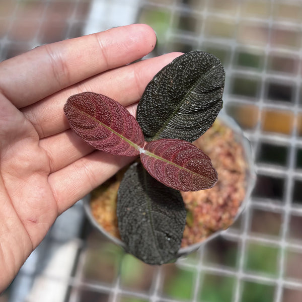 Cosmianthemum black Sp West Borneo