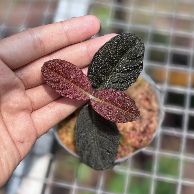 Cosmianthemum black Sp West Borneo