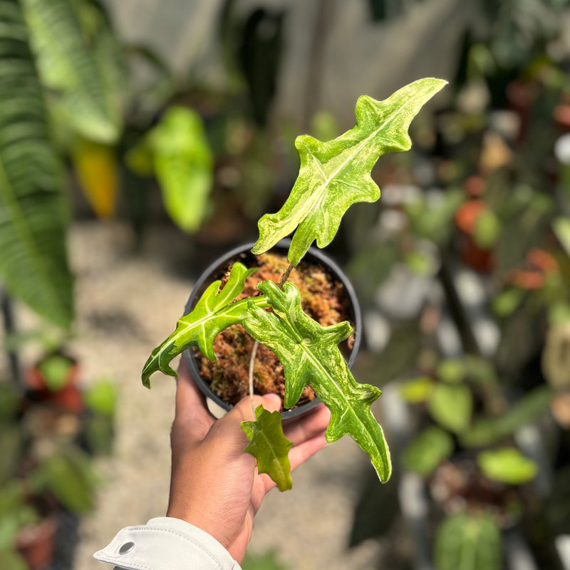 Alocasia portei aurea variegated