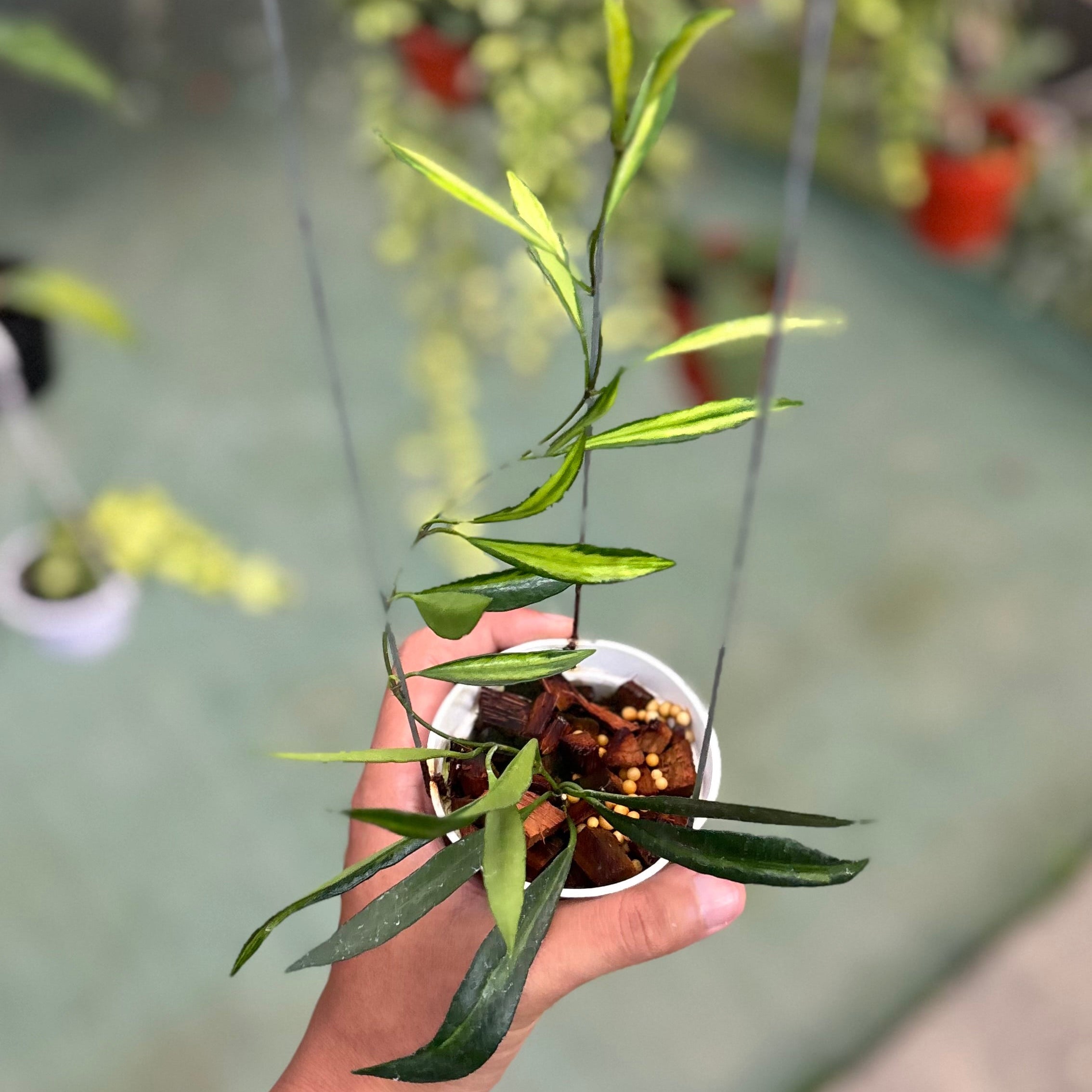 Hoya tsangii inner variegated