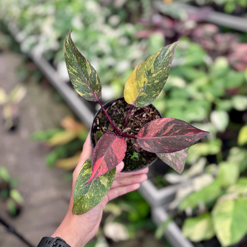 Philodendron orange princess galaxy