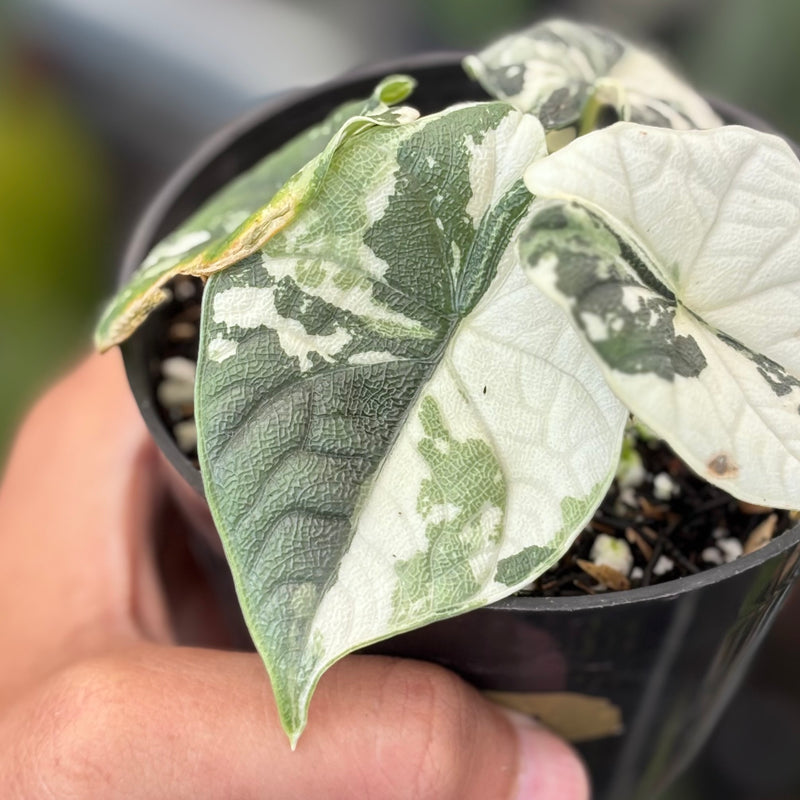 Aloacasia melo variegated