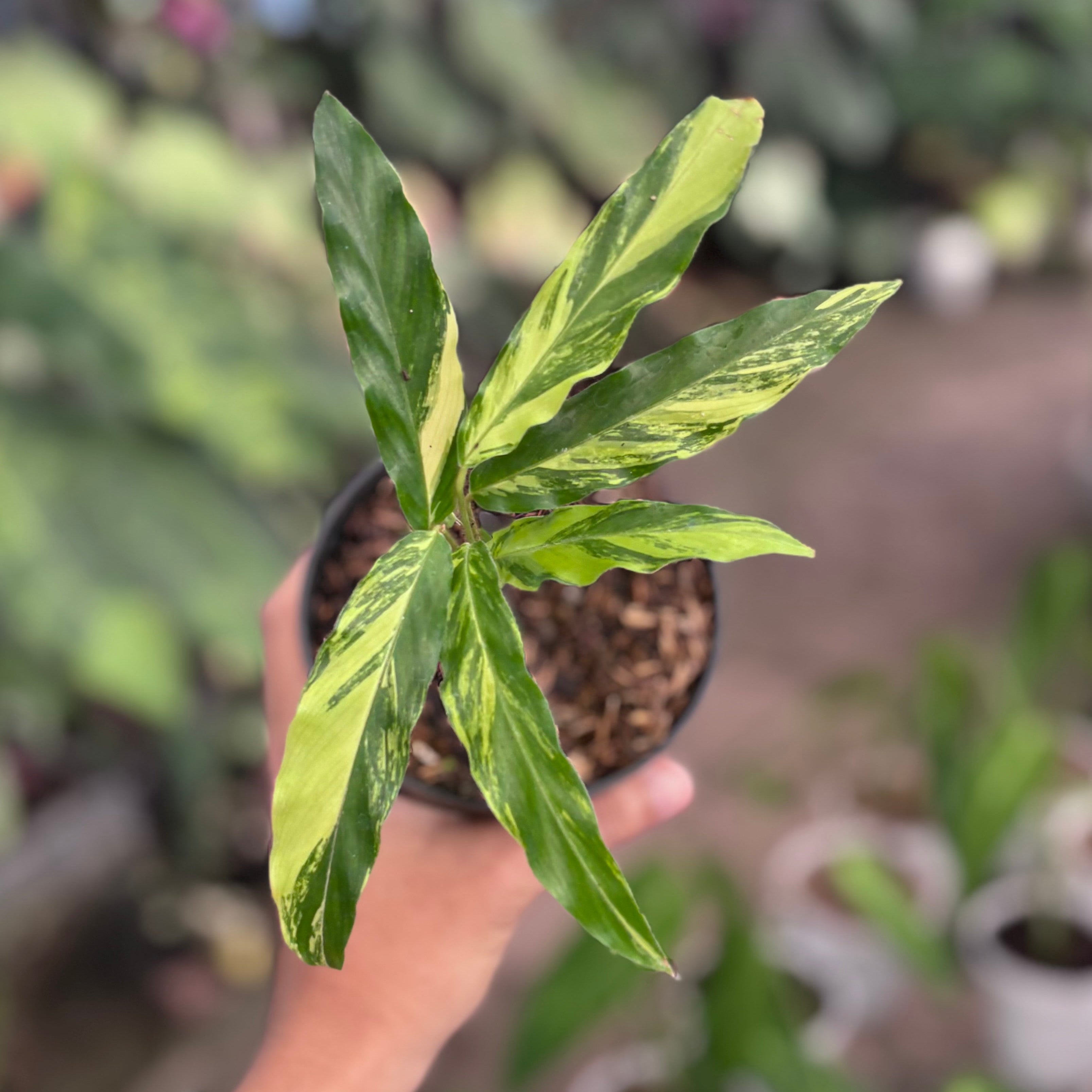 Calathea Rufibarba Variegated