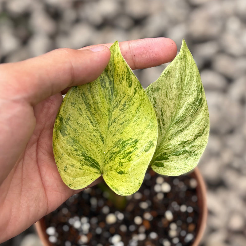 Homalomena pendula variegated