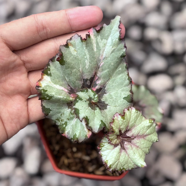 Begonia rex snail / ‘escargot’ silver variegated