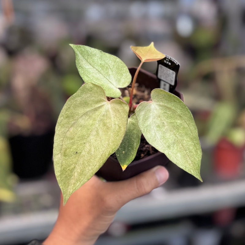 Anthurium blue goliath x papilillaminum NoiD