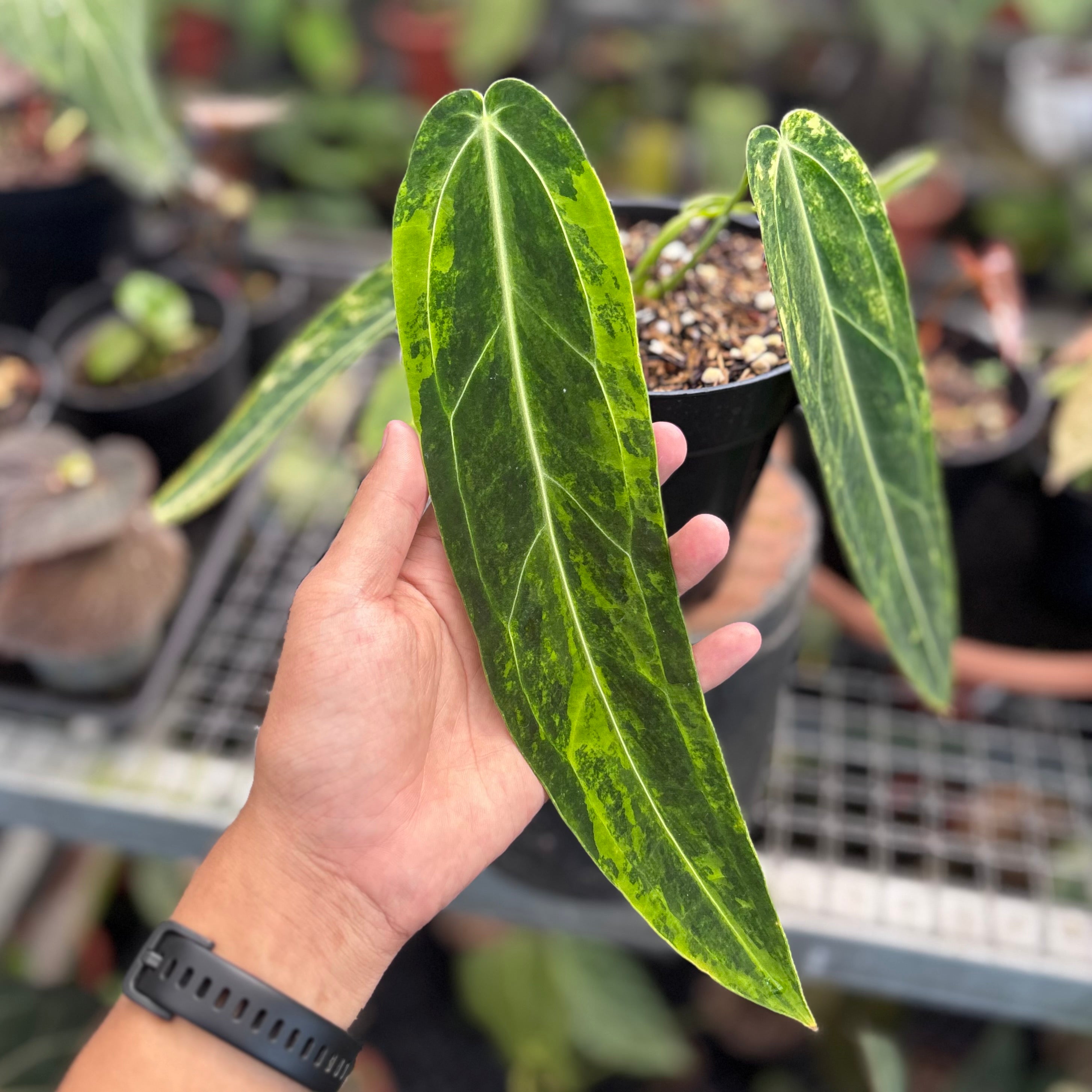 Anthurium warocqueanum dark form variegated