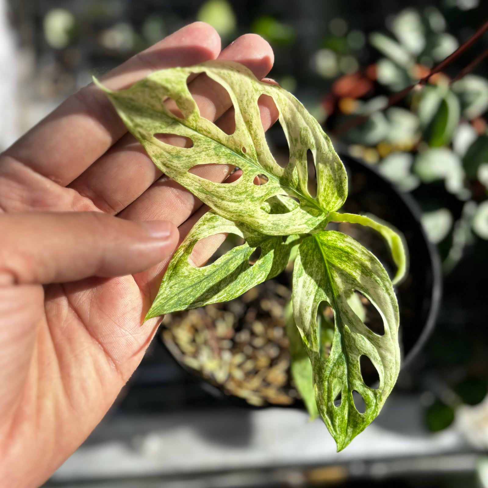 Monstera minima variegata hotsell mint marble