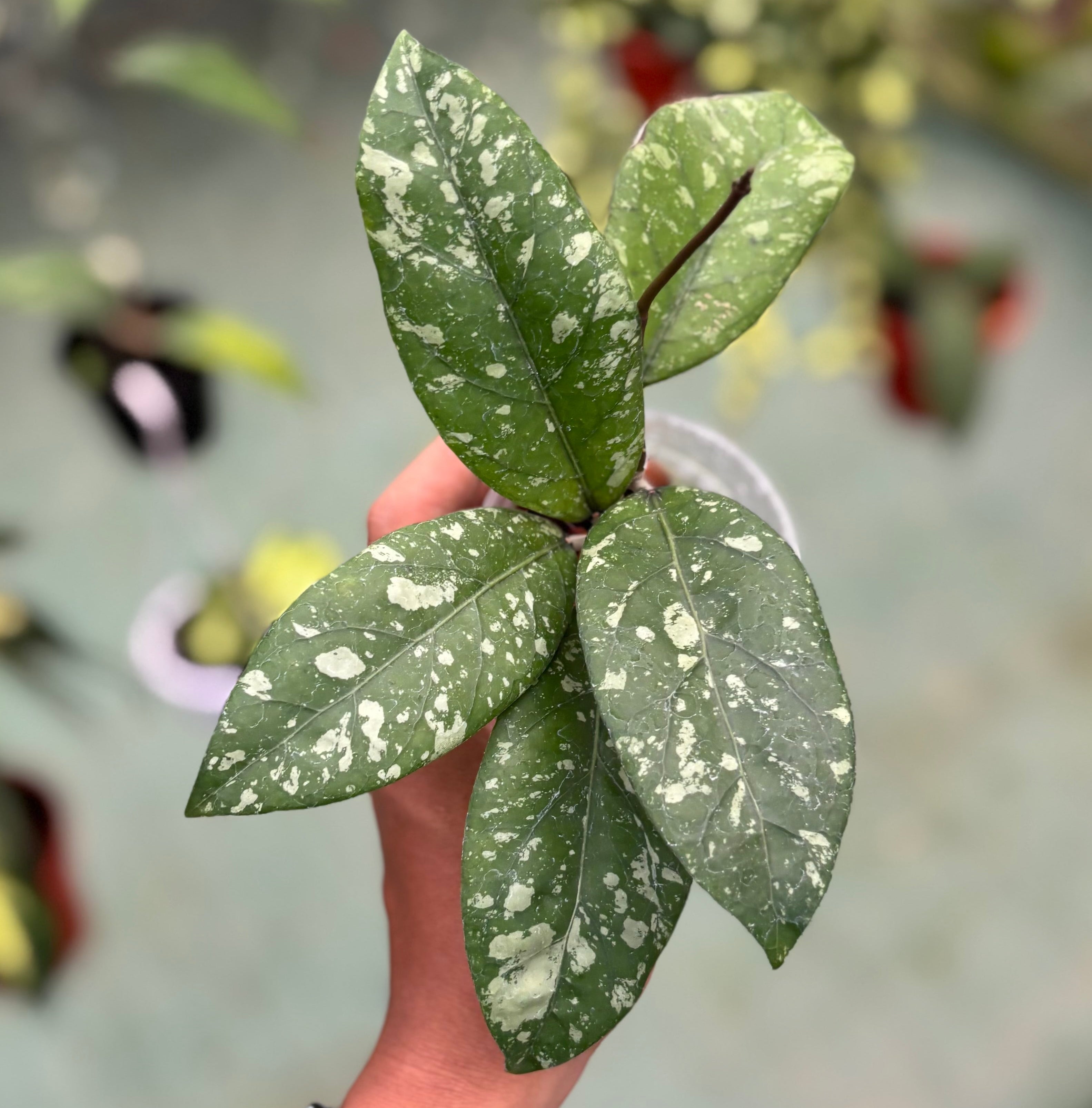 Hoya sp aceh gunung kapi