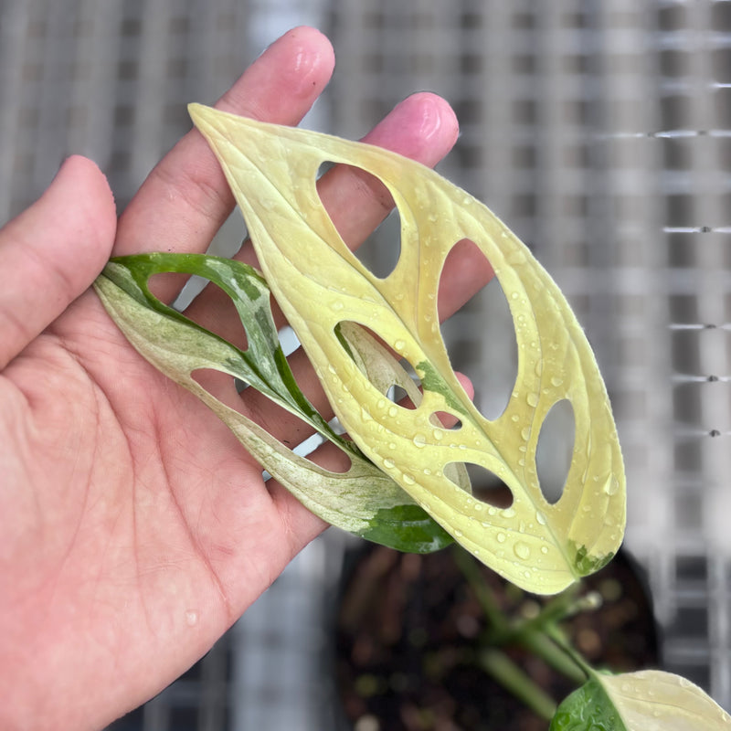 Monstera adansonii ‘giant’ albo variegated