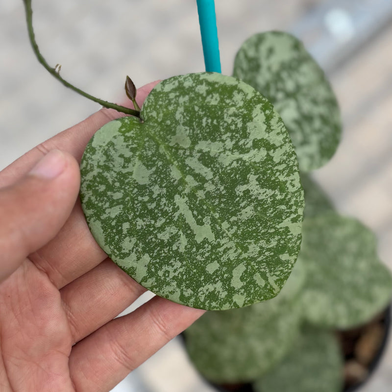 Hoya cinnamomifolia x imbricata
