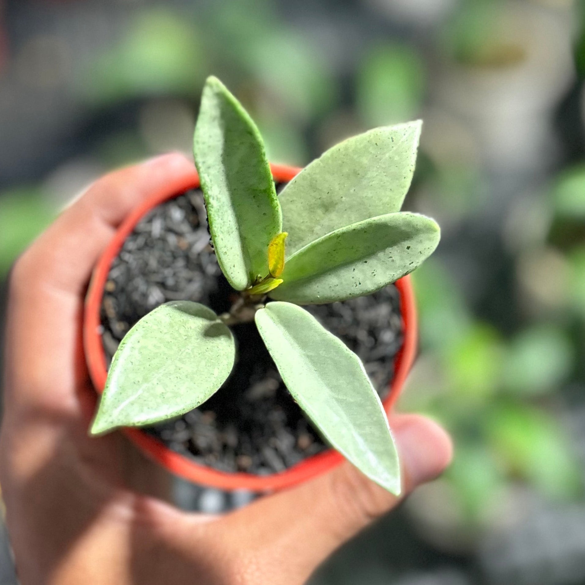 Hoya carnosa wilbur graves silver