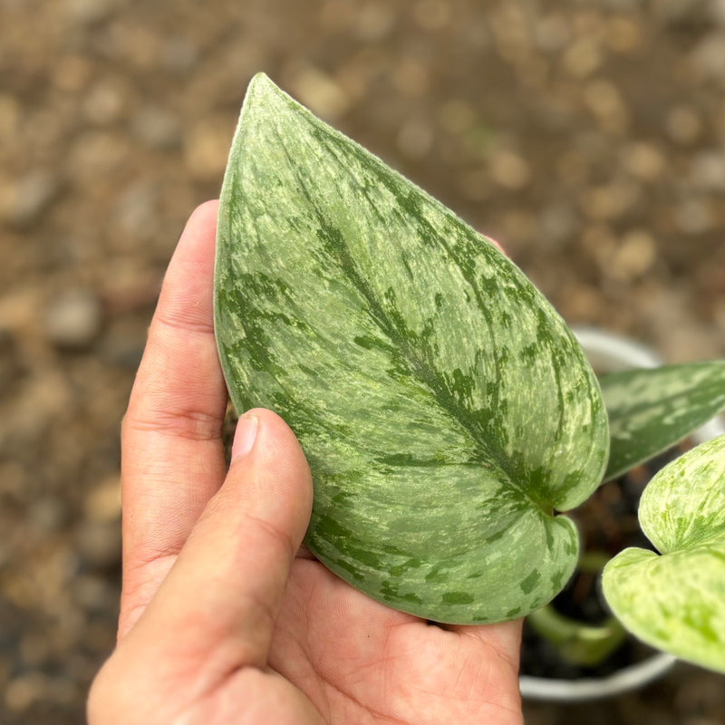 Scindapsus hologram variegated