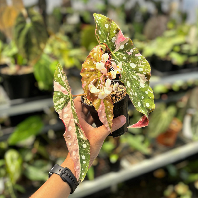 Begonia maculata variegated