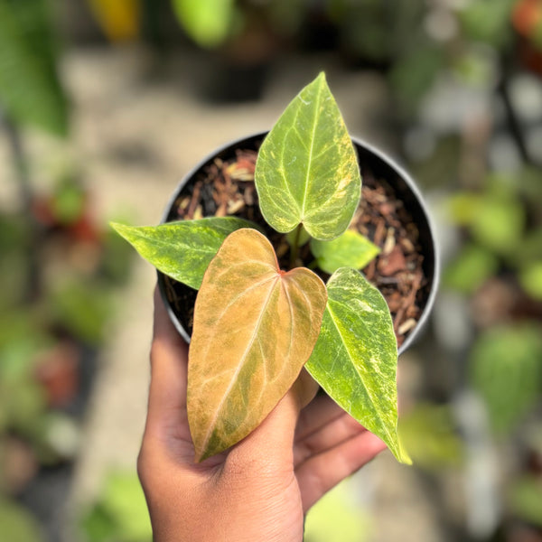 Anthurium papillilaminum pink variegated x KOS (King Of Spades)