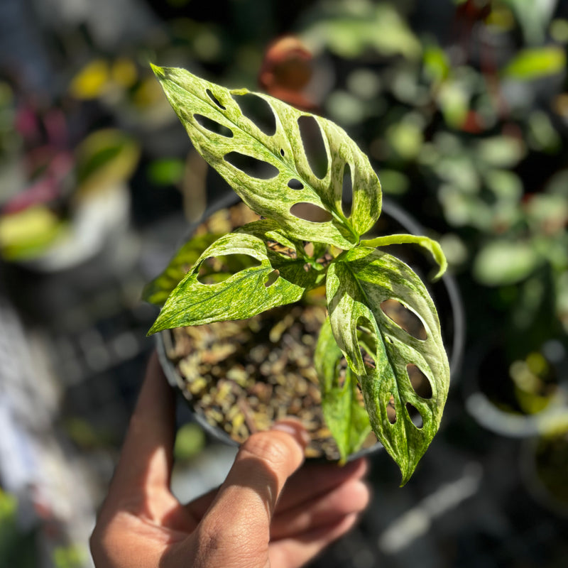 Monstera adansonii mint variegated