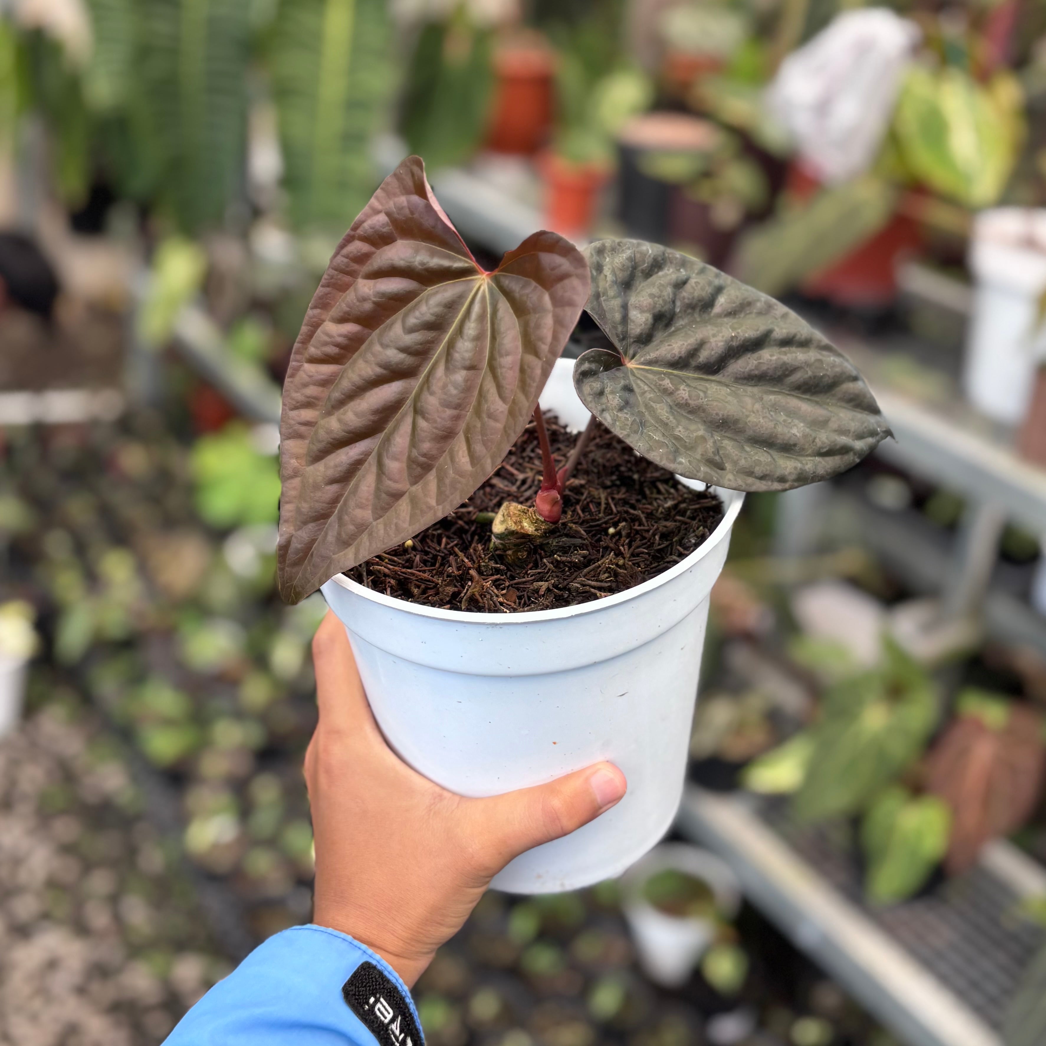 Anthurium night queen