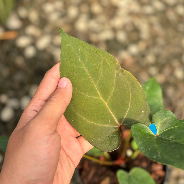 Anthurium blue hamizan