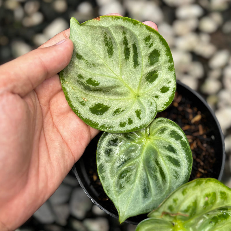 Anthurium king of spades x silver blush