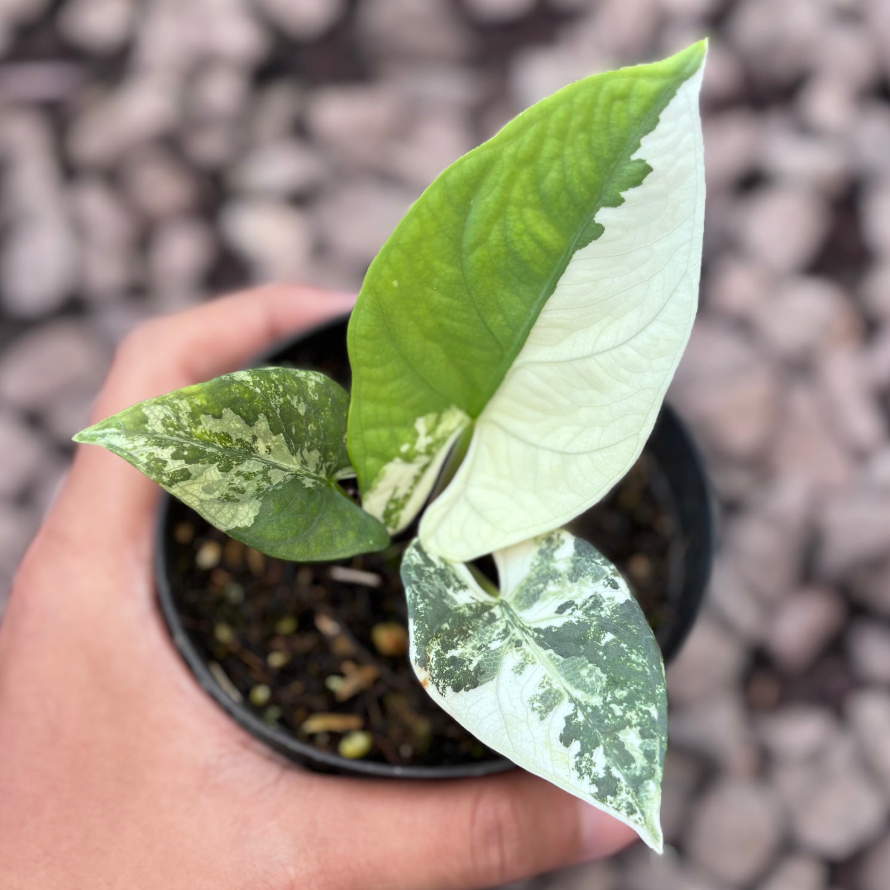 Alocasia scabriuscula variegated