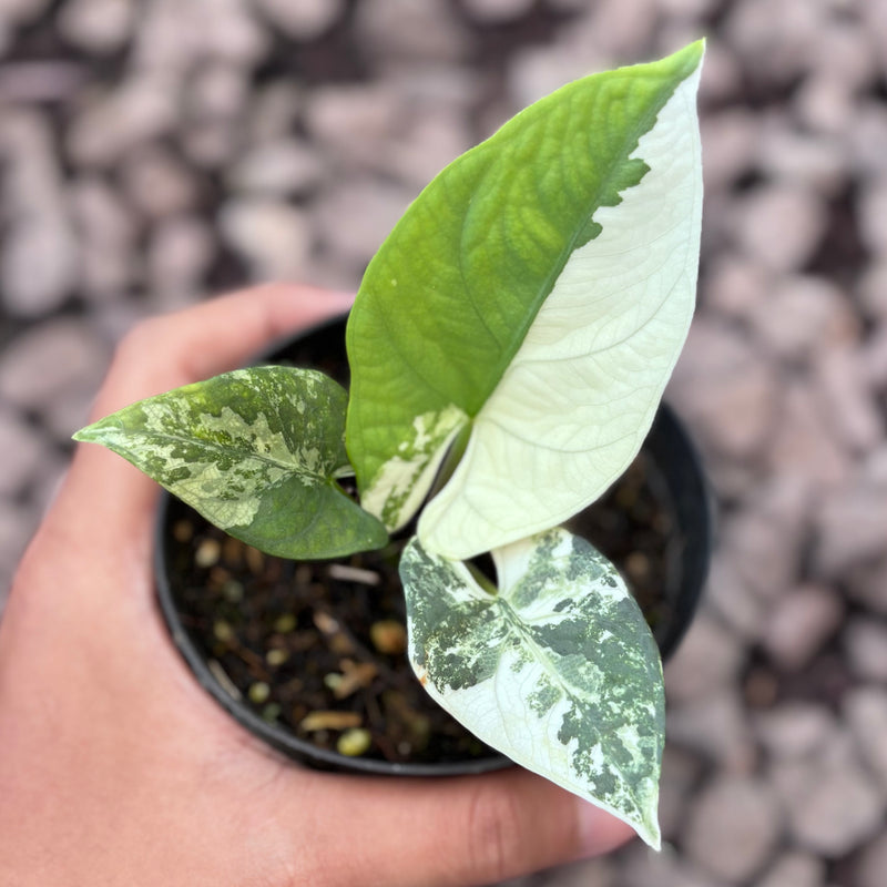Alocasia bisma variegated