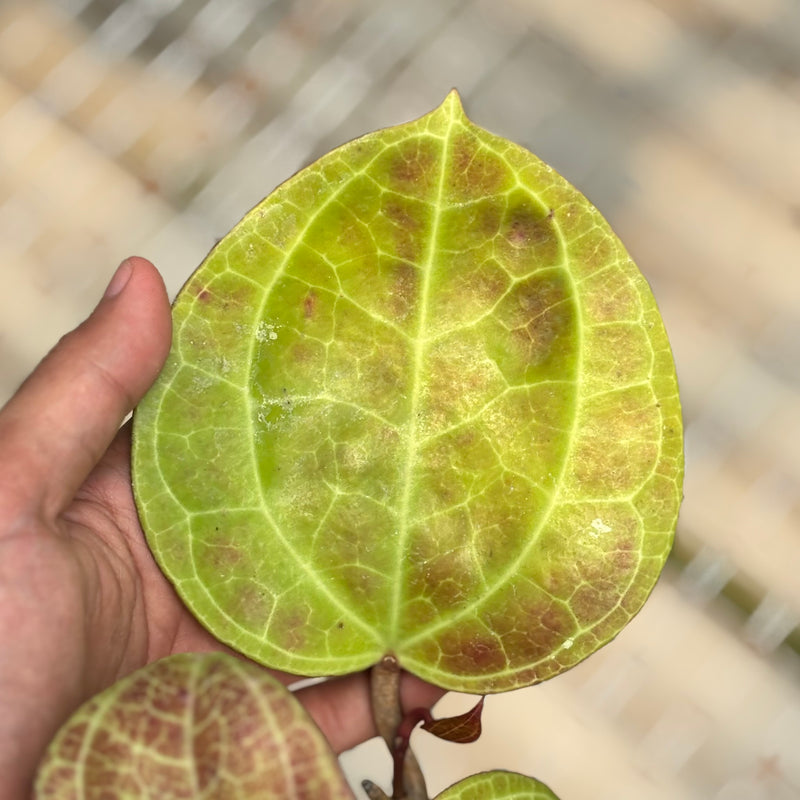Hoya Latifolia sp Sarawak