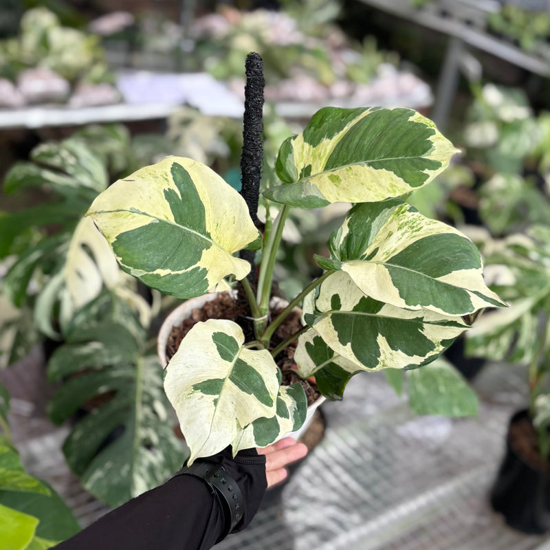 Epipremnum aureum ‘Njoy Pothos’ - Mature size