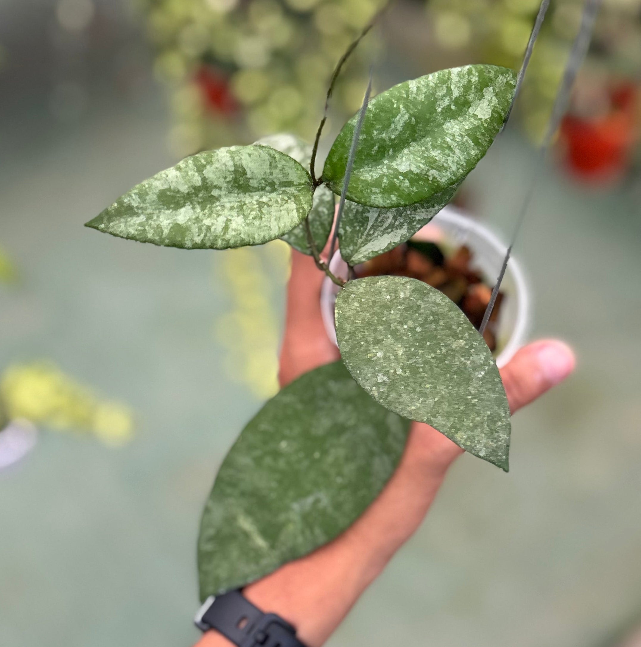 Hoya caudata snow dust