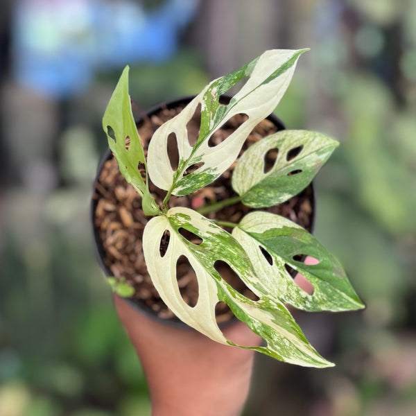 Monstera blanchetii variegated