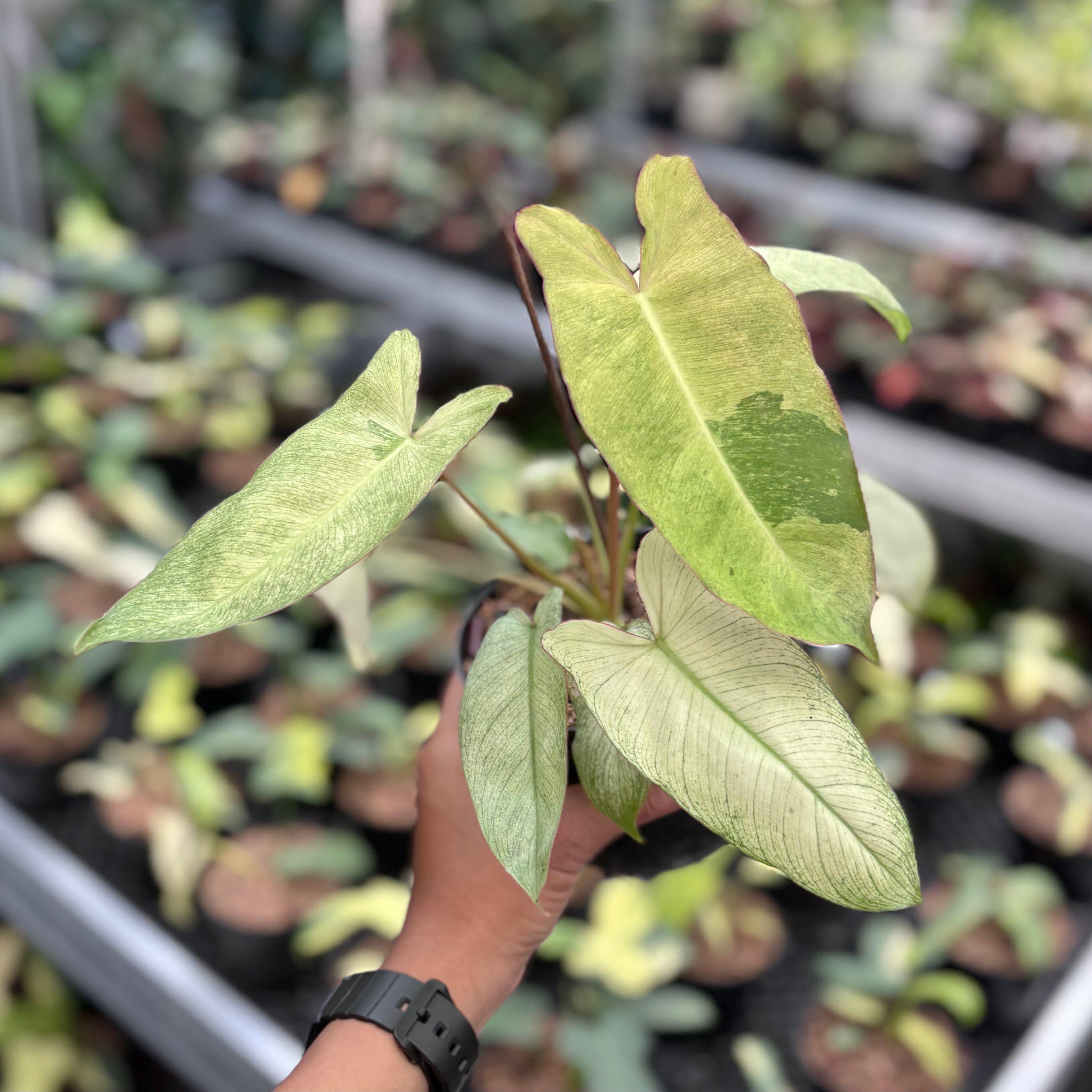 Philodendron paraiso verde mint variegated