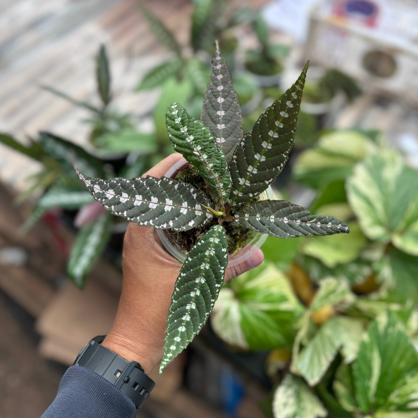 リーフィア Leea zippeliana – Aroid Market