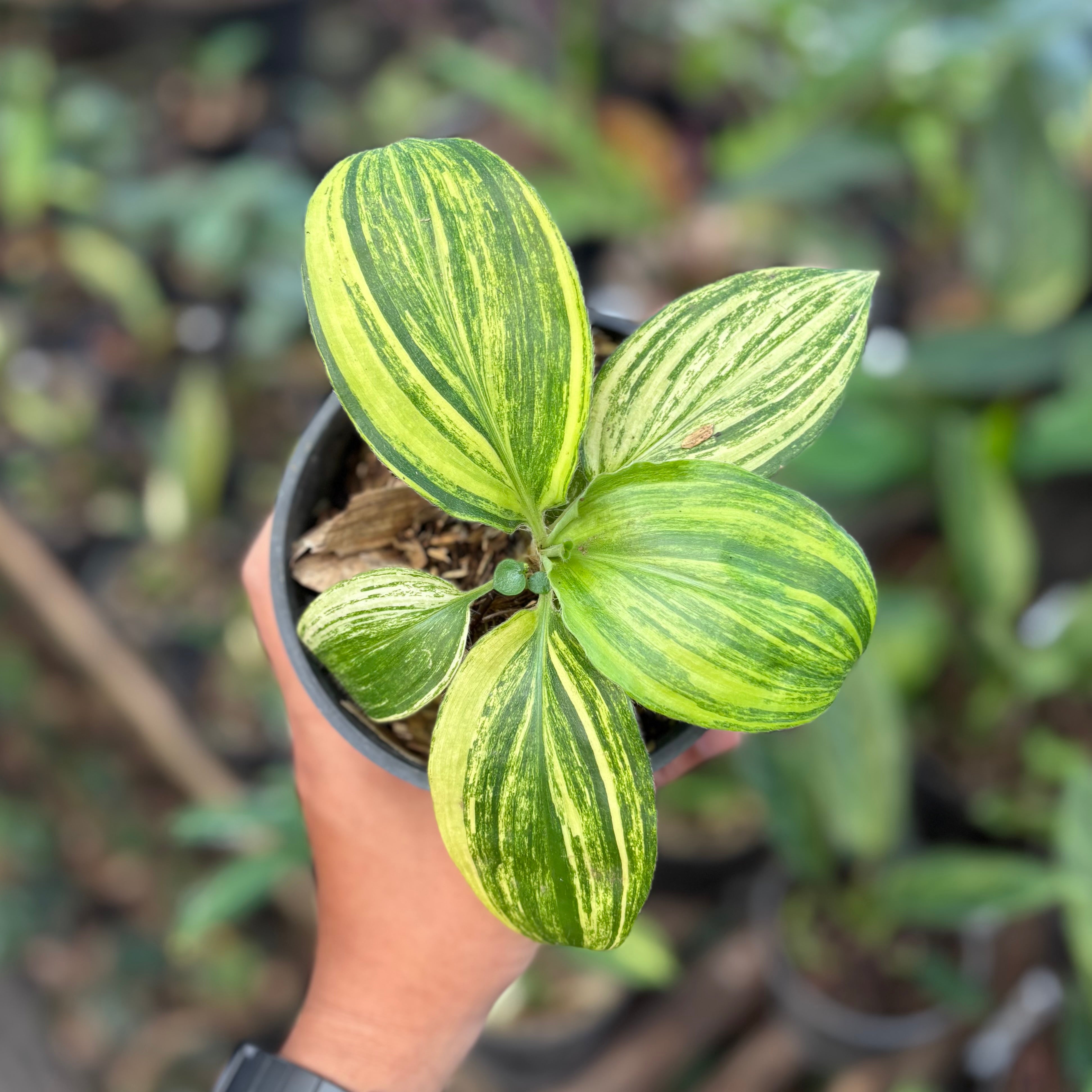 Palisota bracteosa variegated