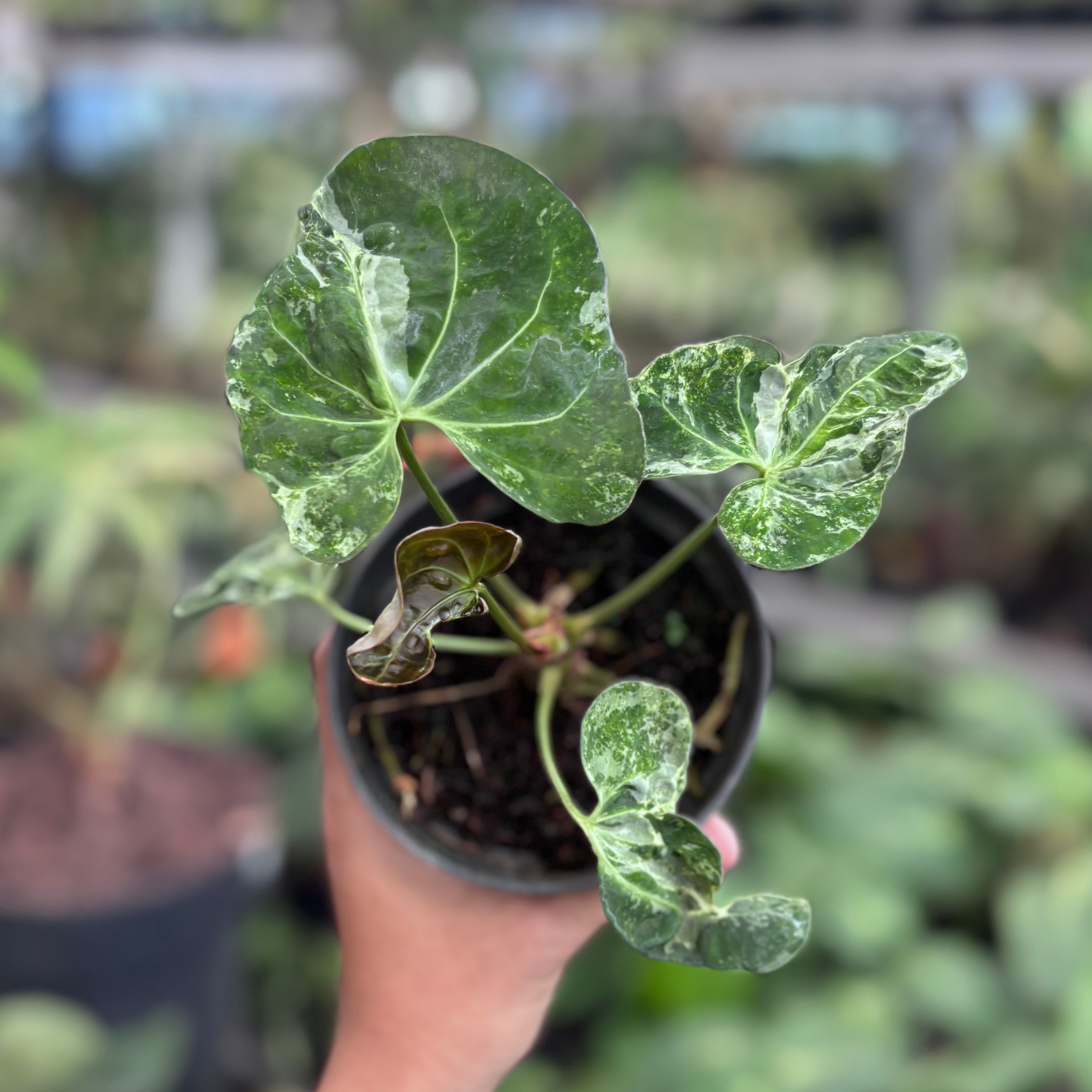 anthurium folgetii 斑入り Anthurium forgetii variegated x papilaminum