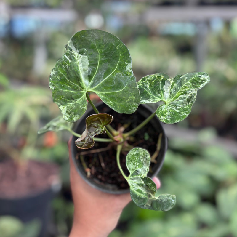 Anthurium forgetii variegated x papilaminum