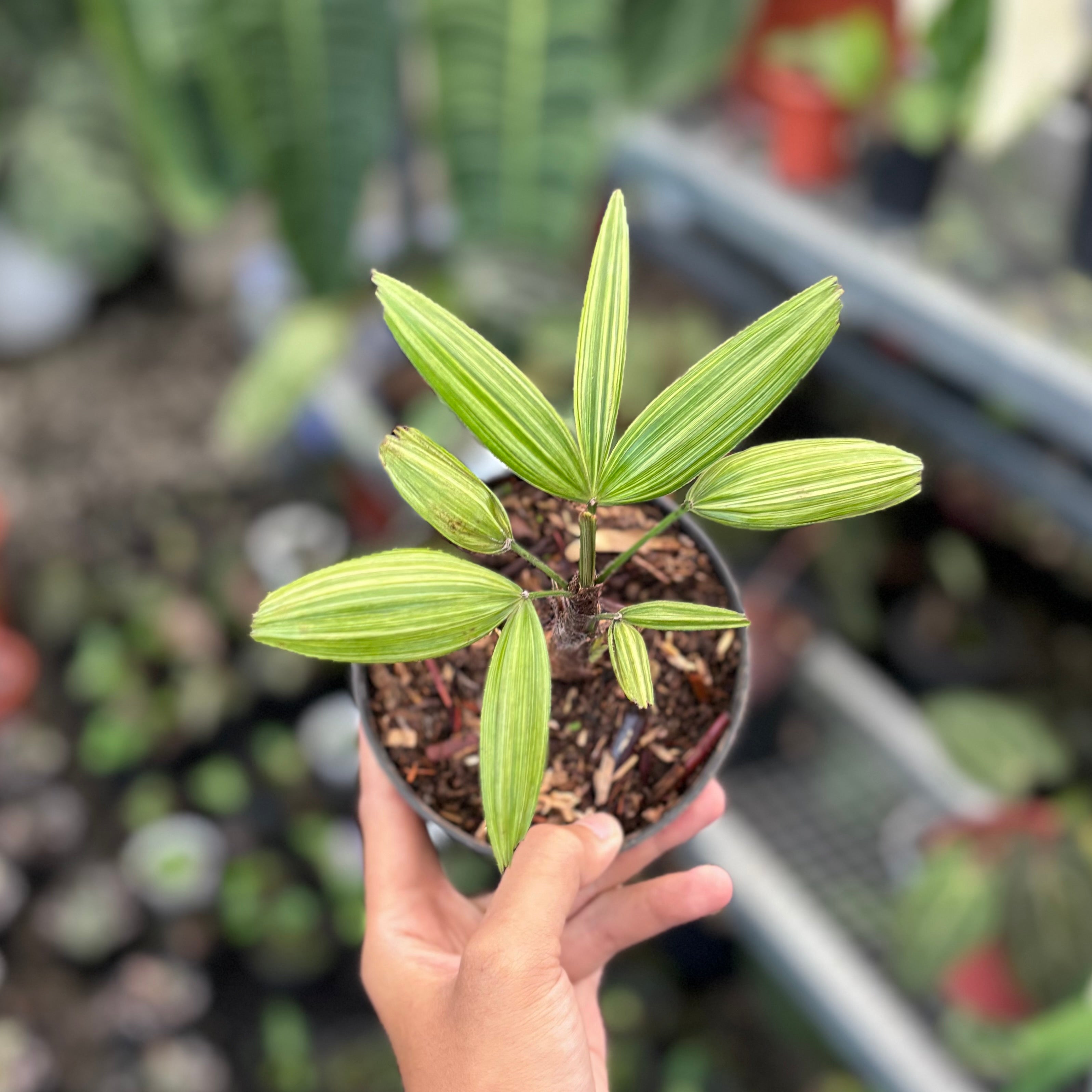 Palm rhapis excelsa (lady palm) variegated