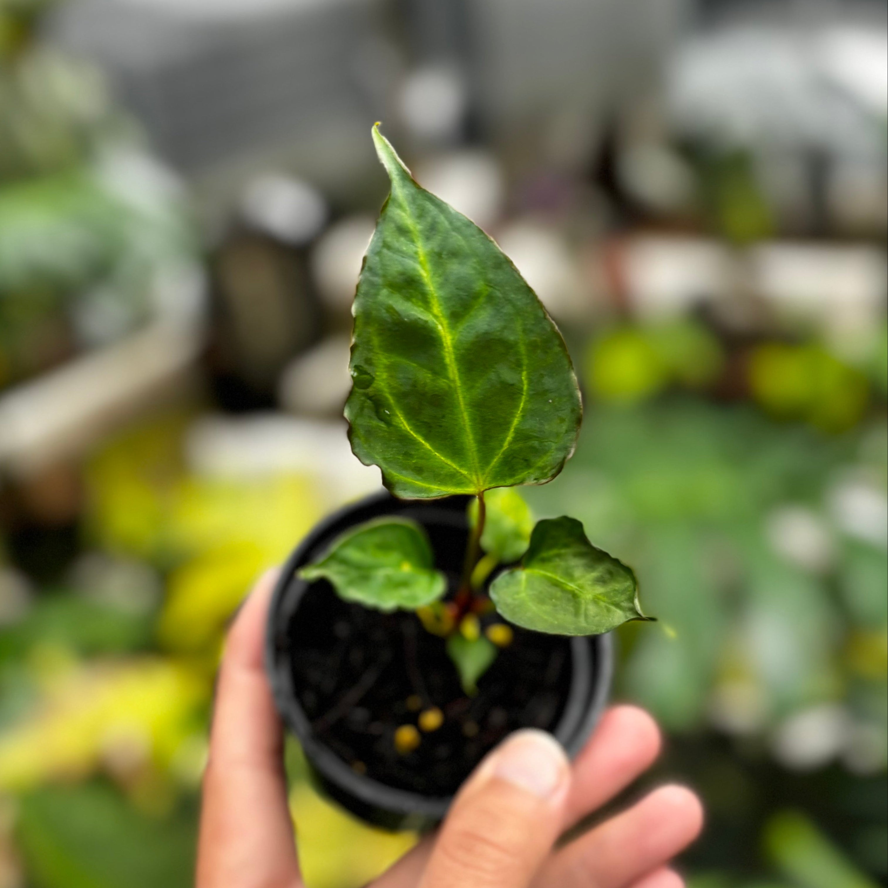 Anthurium (Xone x Porti) x Muchlis