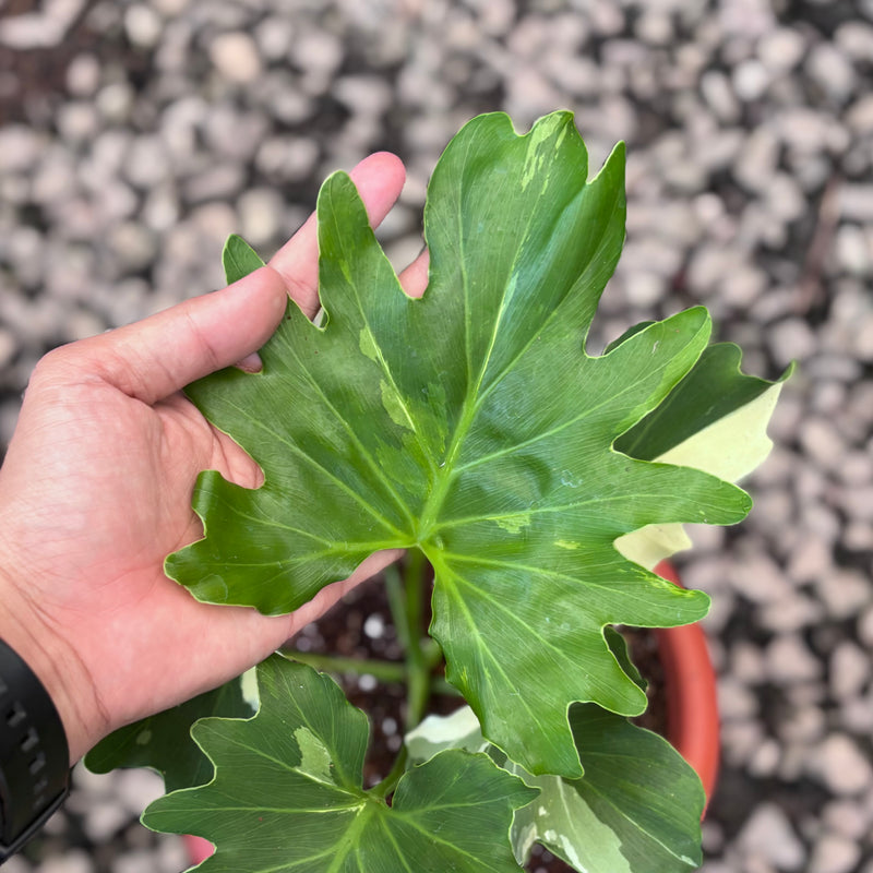 Thaumatophyllum selloum white variegated