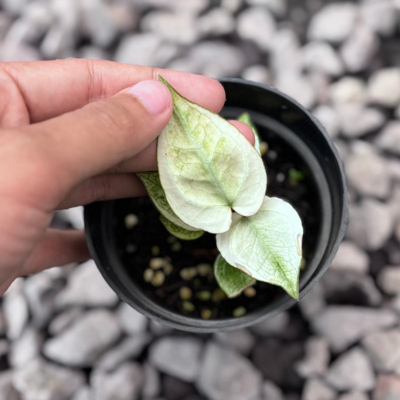 Anthurium silver blush white mint variegated - Seedling