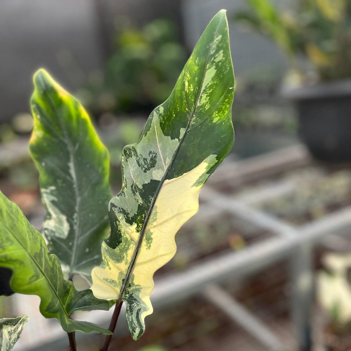 Alocasia lauterbachiana albo variegata