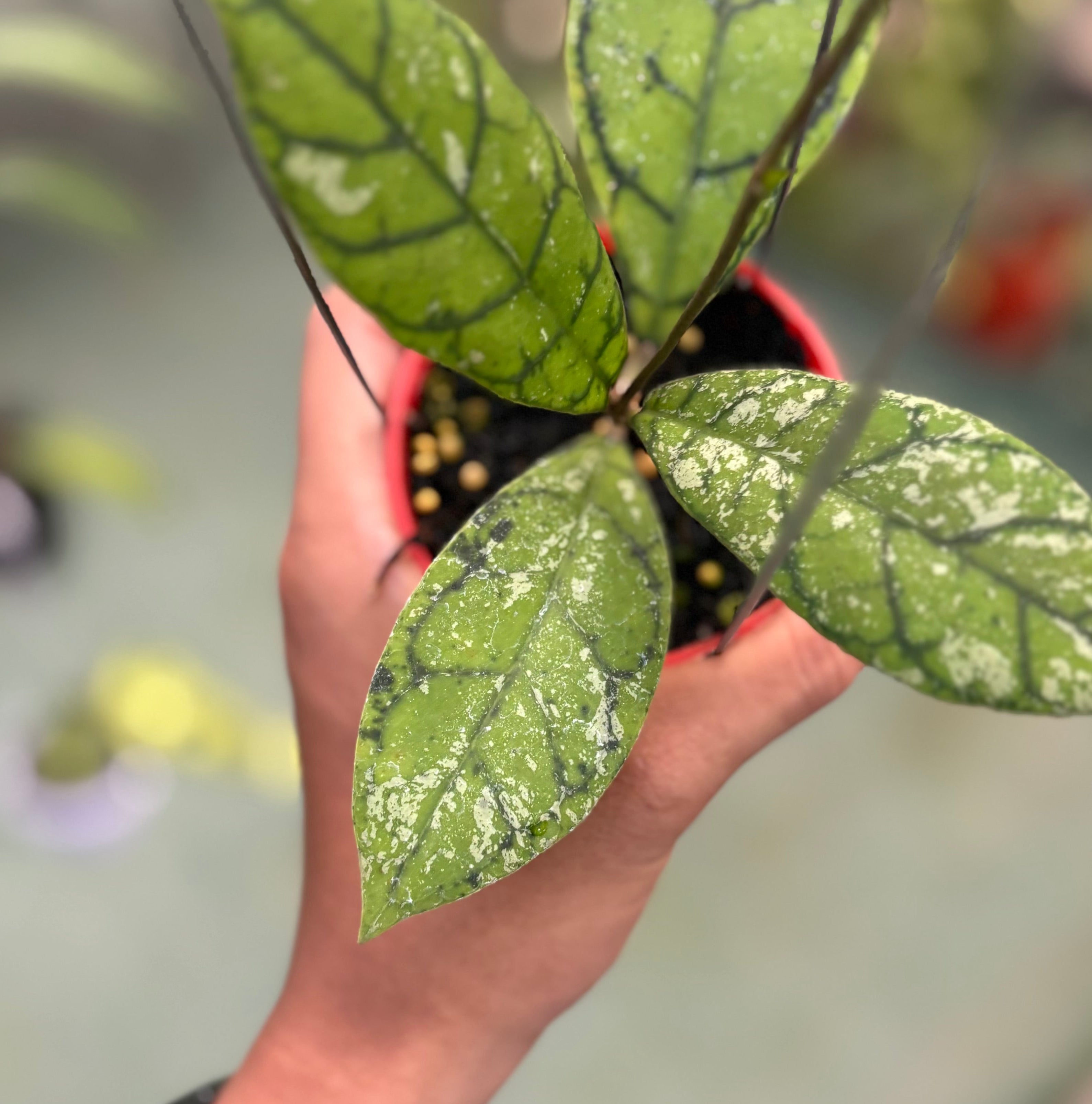 Hoya callistophylla splash