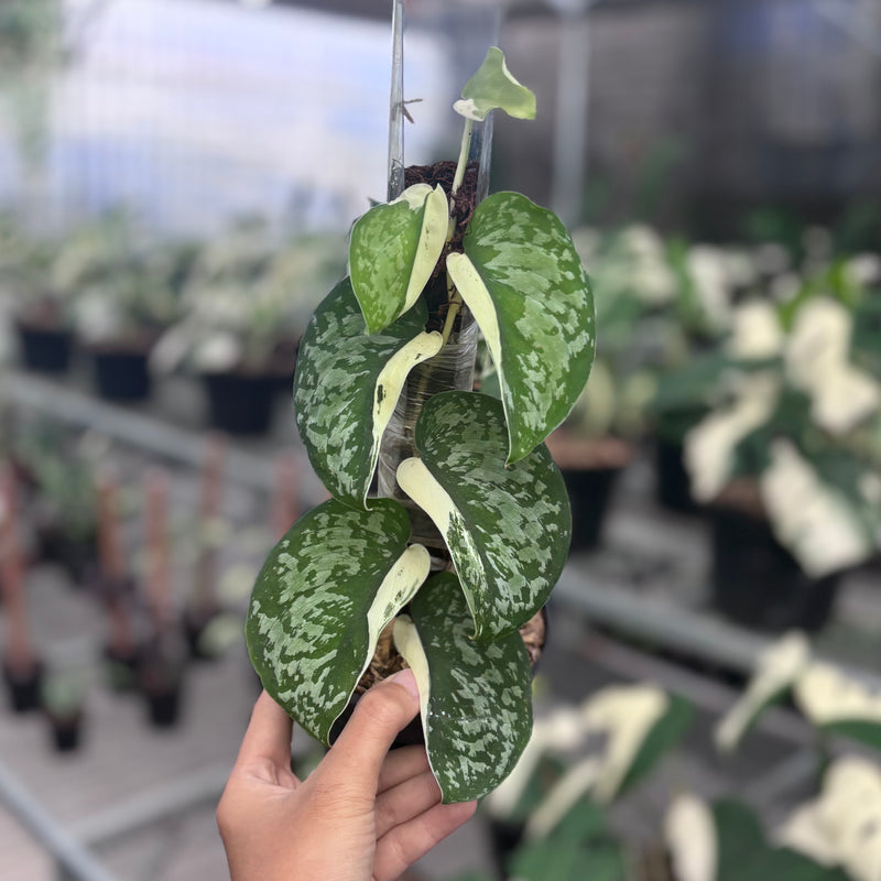 Scindapsus simbara