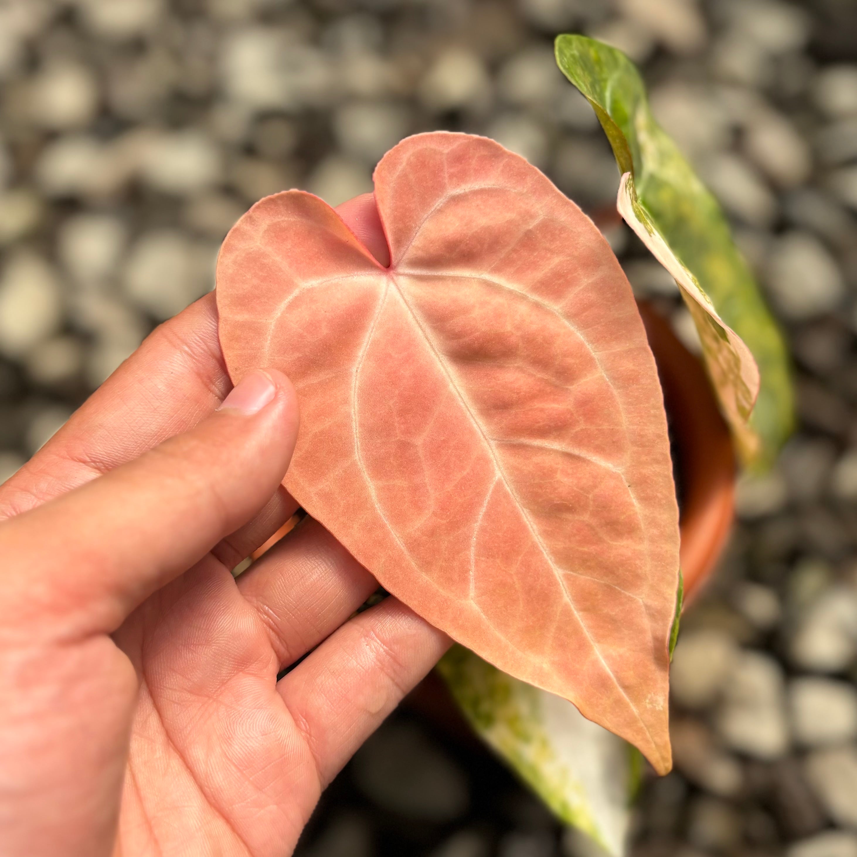 Anthurium papilillaminum pink variegated