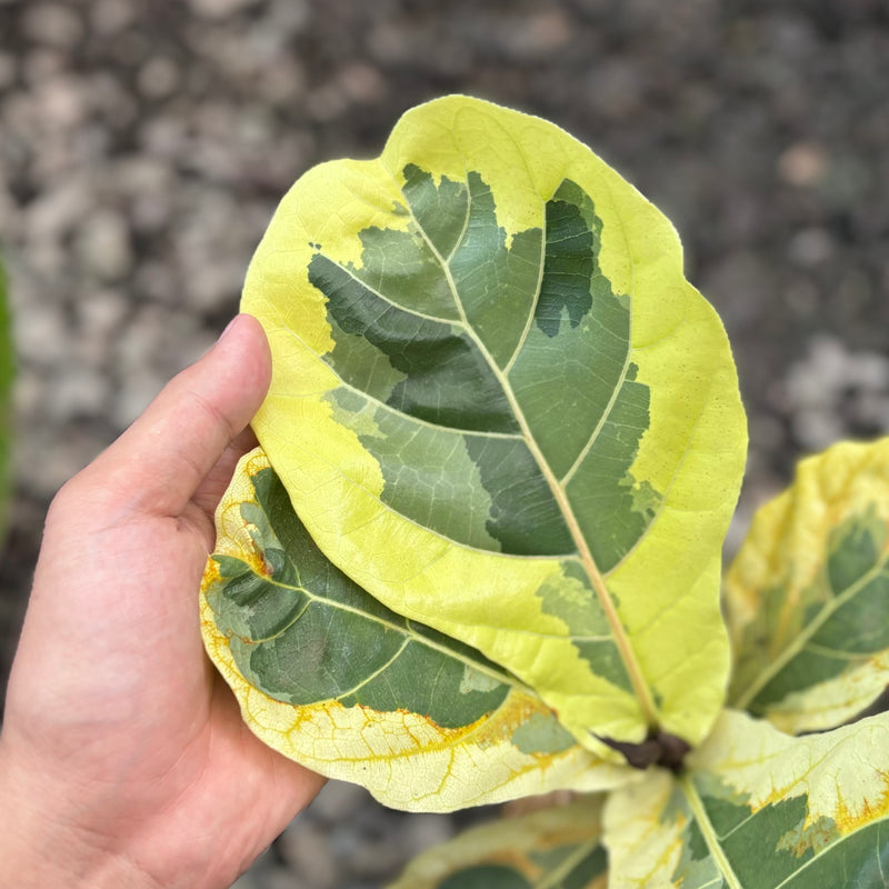 Ficus lyrata variegated